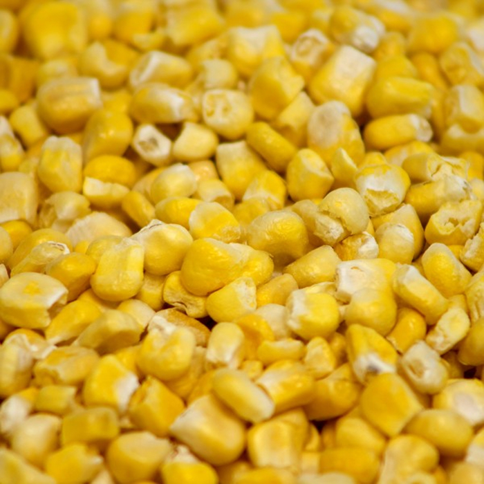 freeze dried corn factory freeze dried corn factory